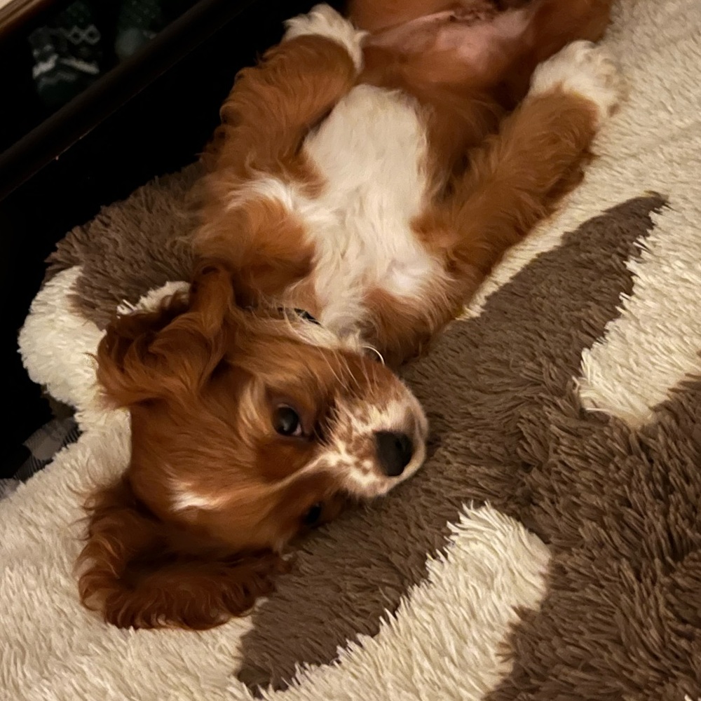 Meet your Posher, Chloe